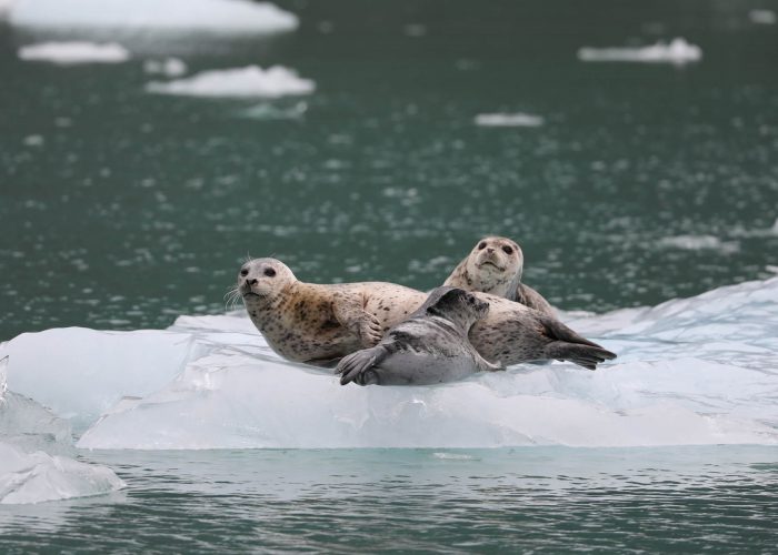 Harbor seals on icebergs in LeConte Bay fjord during glacier photo tour by FauneVoyage Tours in Petersburg, Alaska