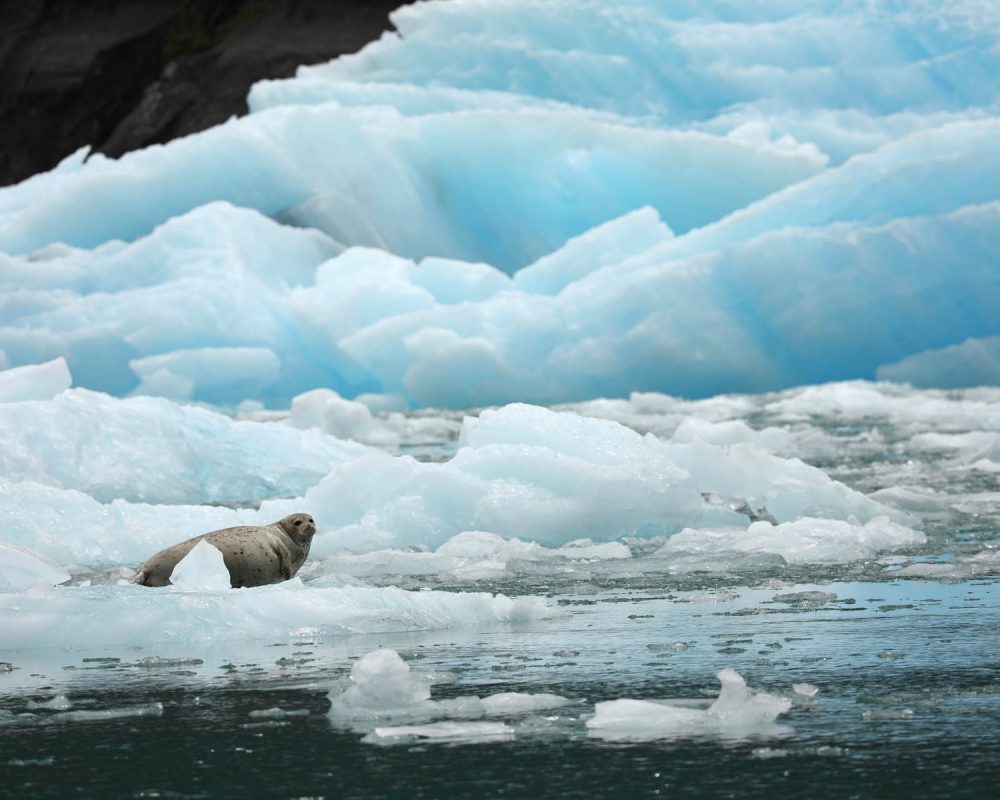 Harbor seal on iceberg in LeConte Bay fjord during glacier photo tour by FauneVoyage Tours in Petersburg, Alaska