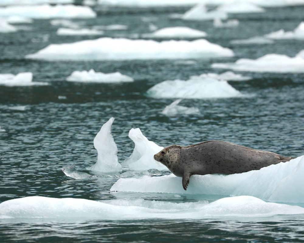 Harbor seal on iceberg in LeConte Bay fjord during glacier photo tour by FauneVoyage Tours in Petersburg, Alaska