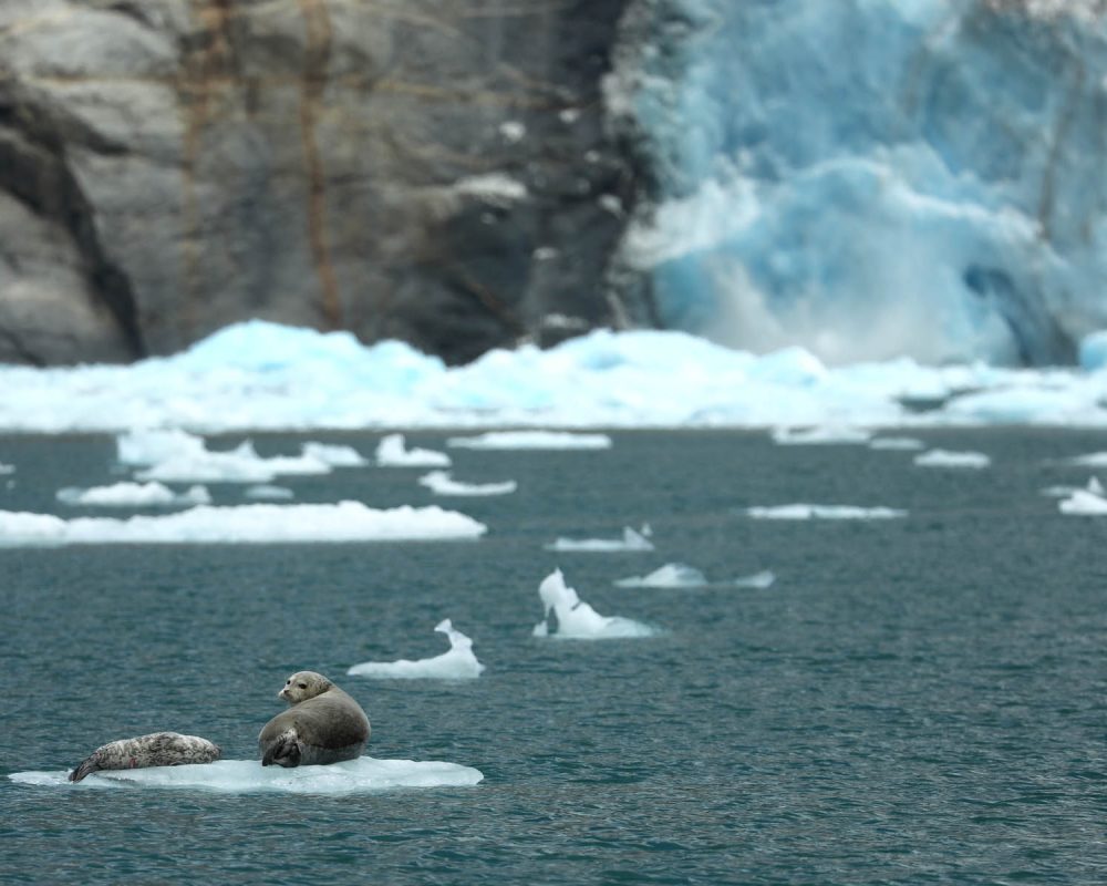 Harbor seal on iceberg in LeConte Bay fjord during glacier photo tour by FauneVoyage Tours in Petersburg, Alaska