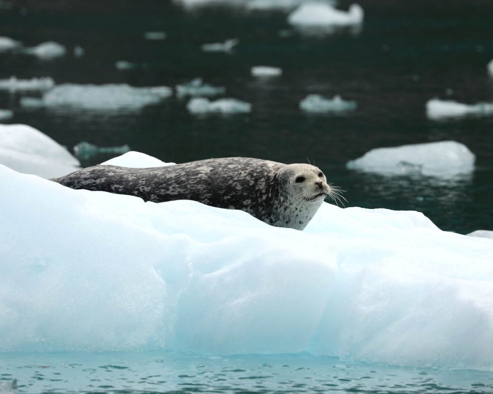 Harbor seal on iceberg in LeConte Bay fjord during glacier photo tour by FauneVoyage Tours in Petersburg, Alaska