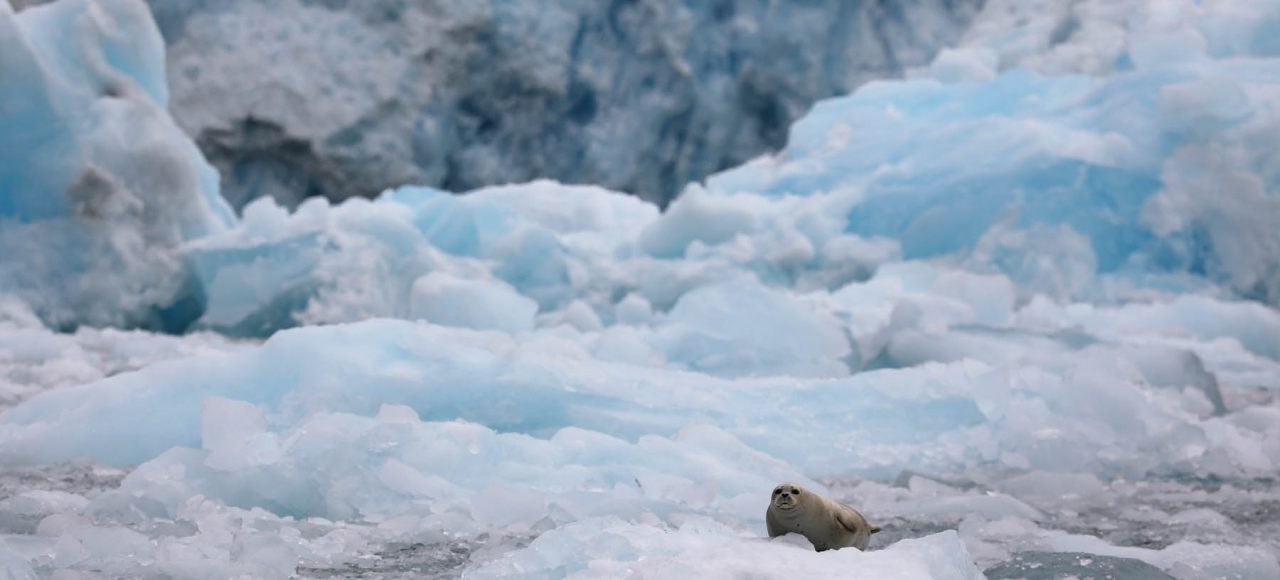 Harbor seal on iceberg in LeConte Bay fjord during glacier photo tour by FauneVoyage Tours in Petersburg, Alaska