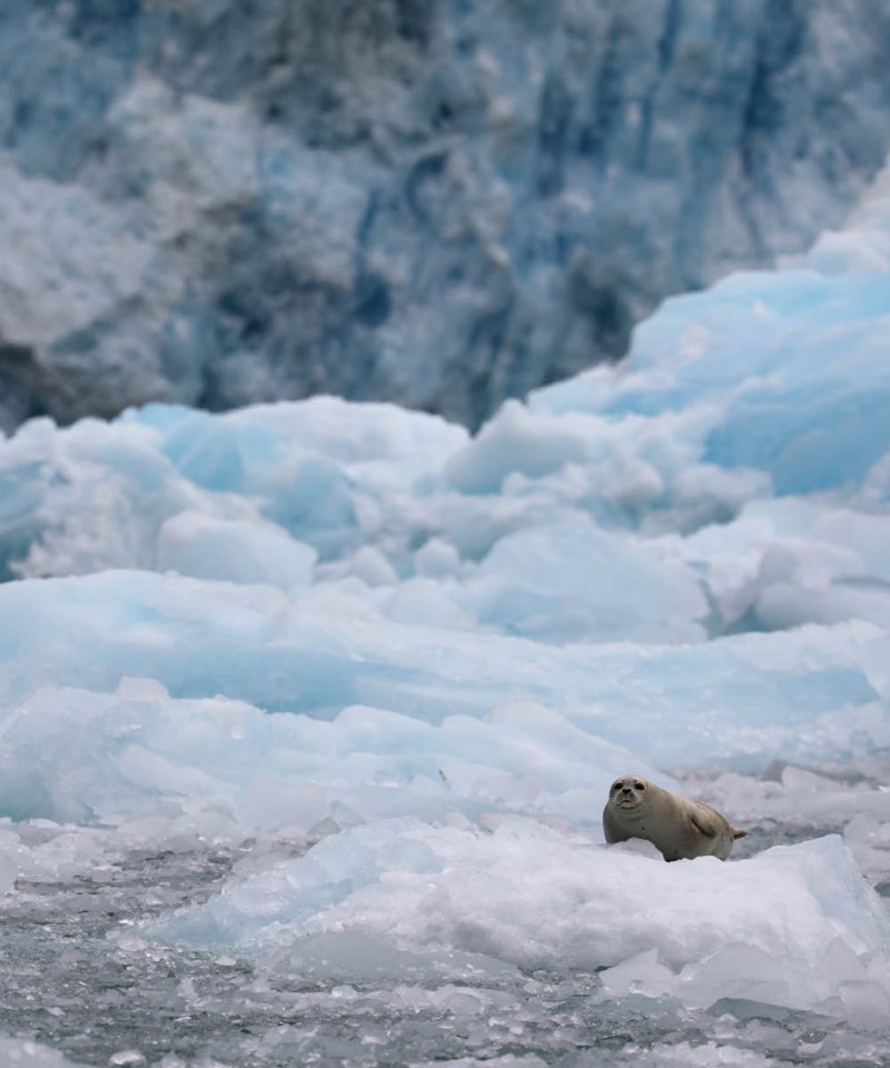 Harbor seal on iceberg in LeConte Bay fjord during glacier photo tour by FauneVoyage Tours in Petersburg, Alaska