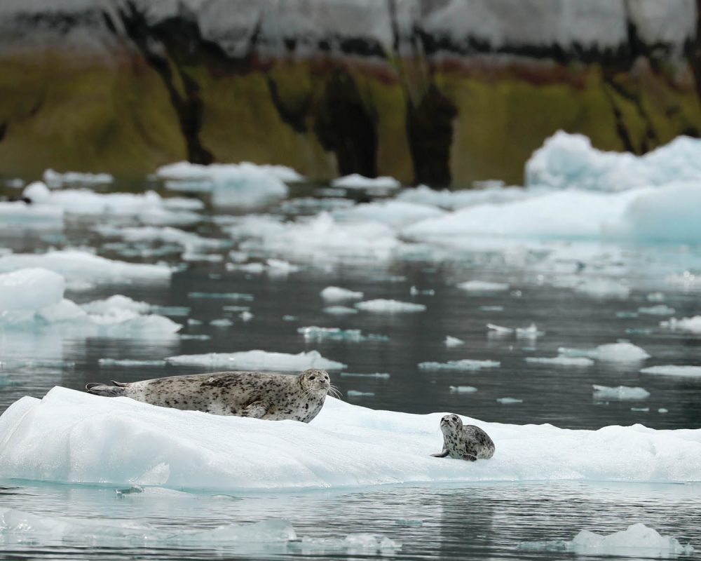 Harbor seals on icebergs in LeConte Bay fjord during glacier photo tour by FauneVoyage Tours in Petersburg, Alaska