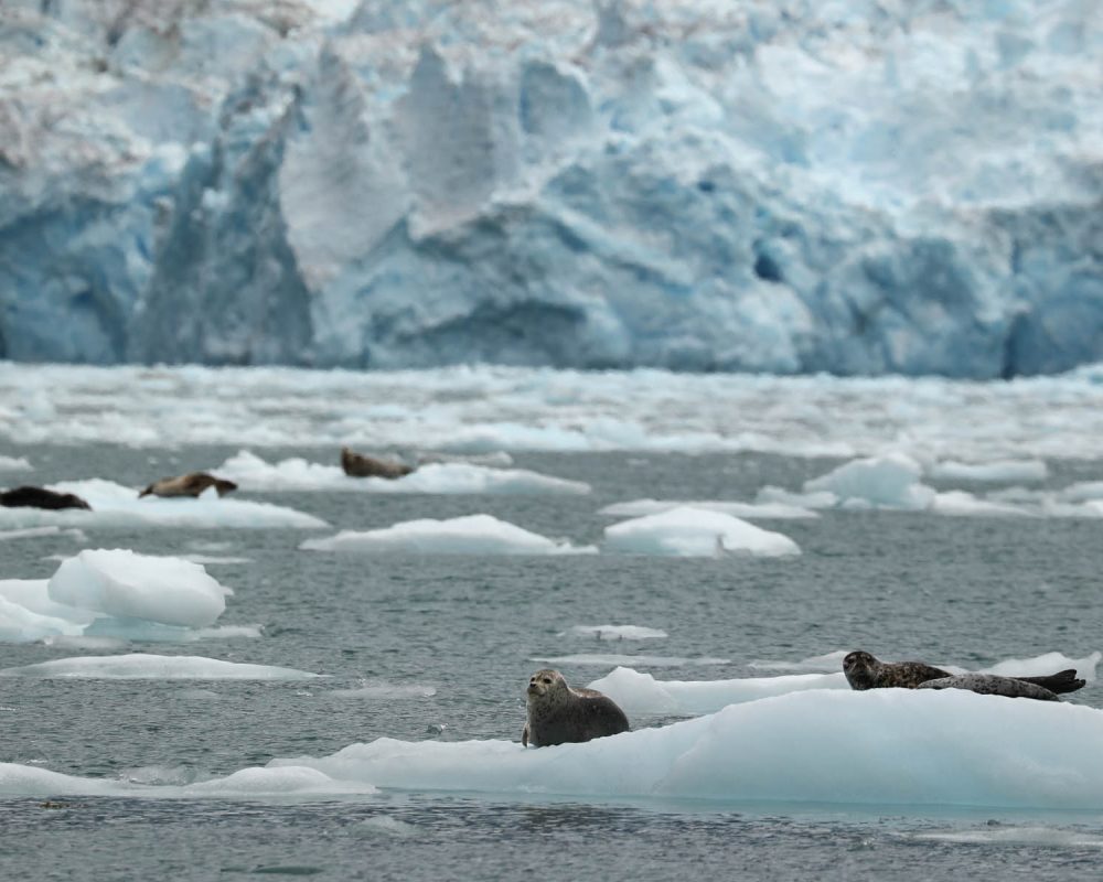 Harbor seals on icebergs in LeConte Bay fjord during glacier photo tour by FauneVoyage Tours in Petersburg, Alaska