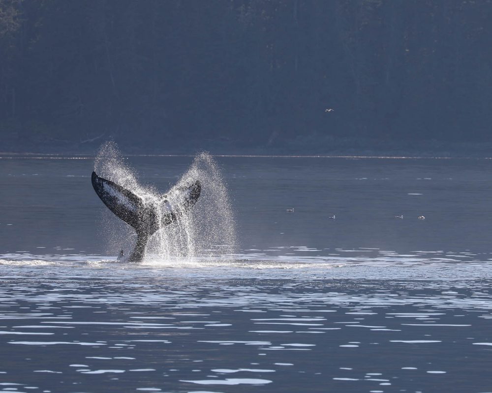 Humpback whale tail slapping during whale watching photography tour by FauneVoyage Tours in Petersburg, Alaska