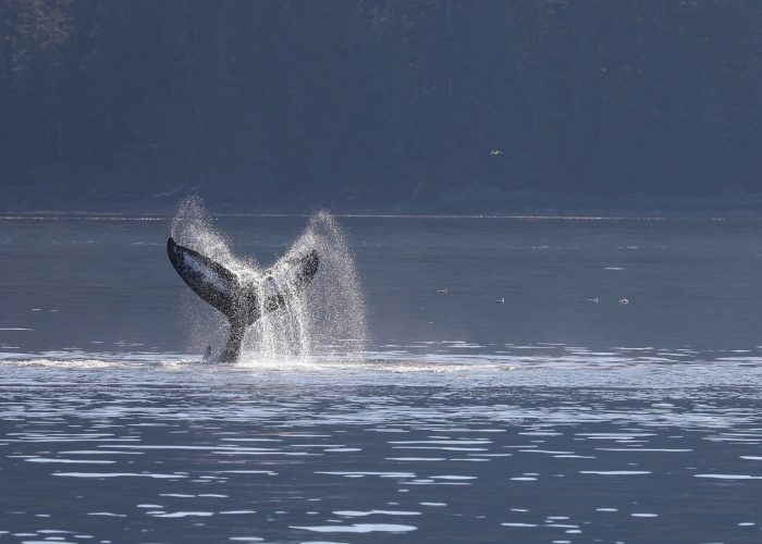 Humpback whale tail slapping during whale watching photography tour by FauneVoyage Tours in Petersburg, Alaska