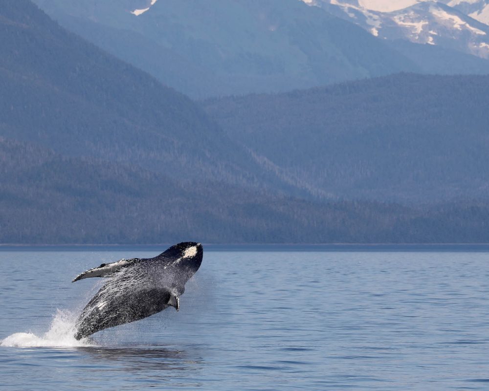 Humpback whale breaching during whale watching photography tour by FauneVoyage Tours in Petersburg, Alaska