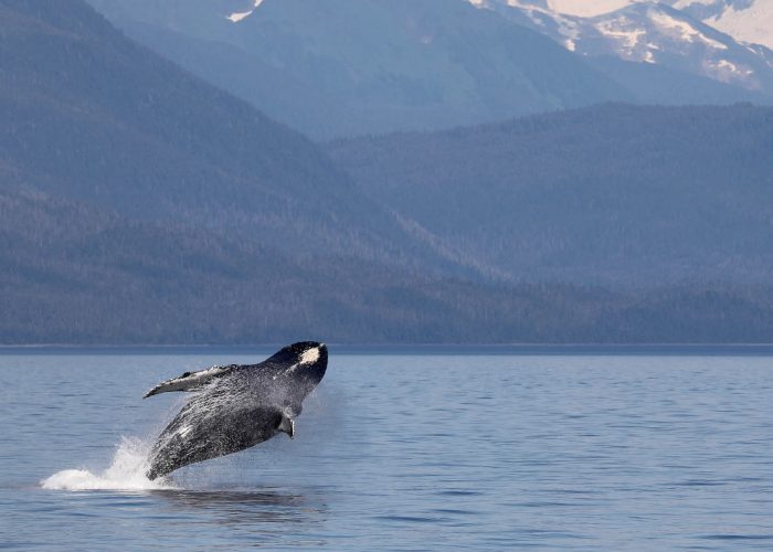 Humpback whale breaching during whale watching photography tour by FauneVoyage Tours in Petersburg, Alaska