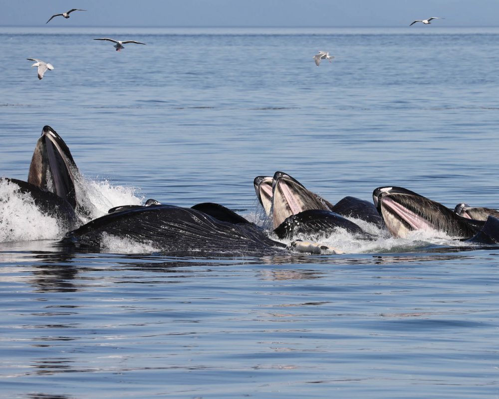 Humpback whales bubble net feeding during whale watching photography tour by FauneVoyage Tours in Petersburg, Alaska