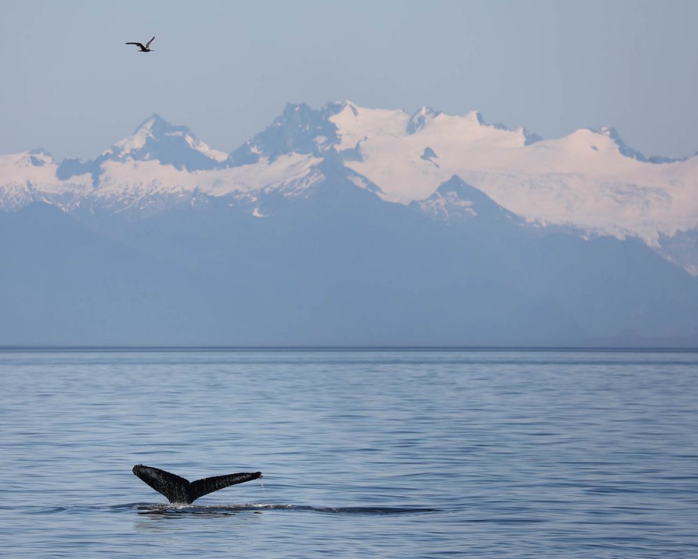 Humpback whale tail during whale watching photography tour by FauneVoyage Tours in Petersburg, Alaska