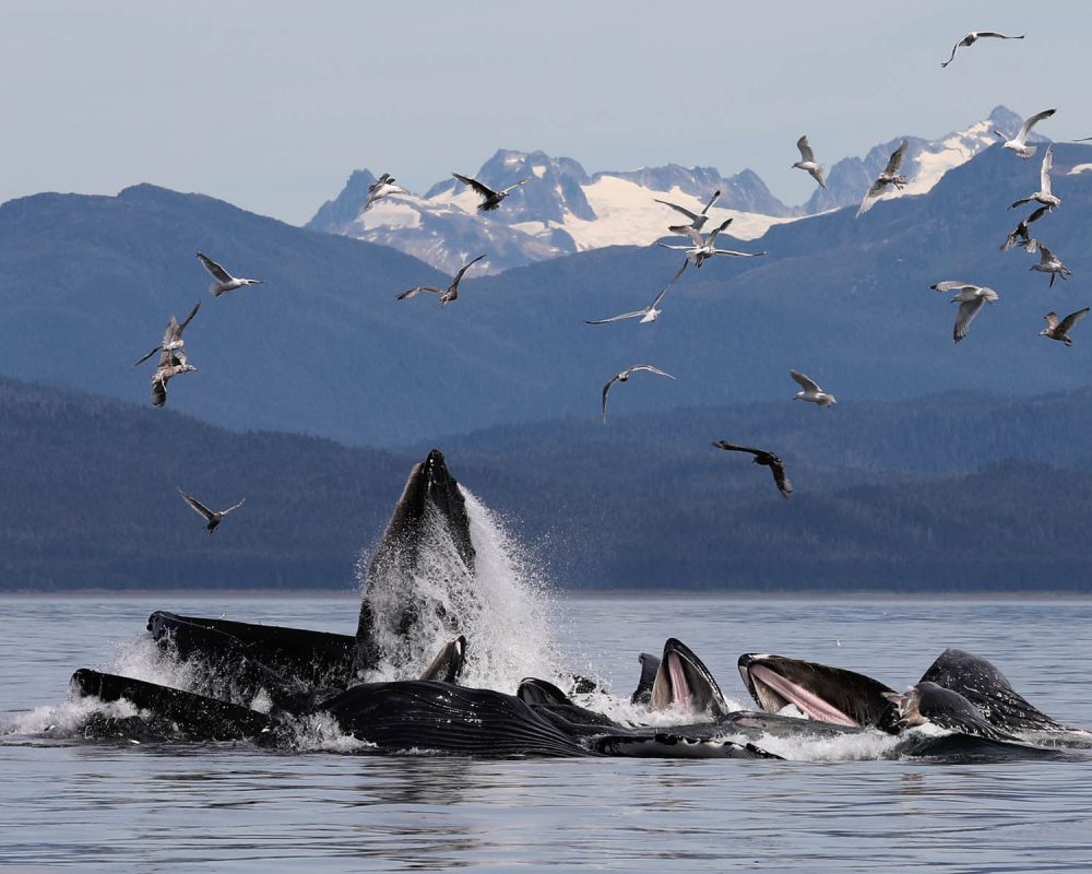 Humpback whales bubble net feeding during whale watching photography tour by FauneVoyage Tours in Petersburg, Alaska