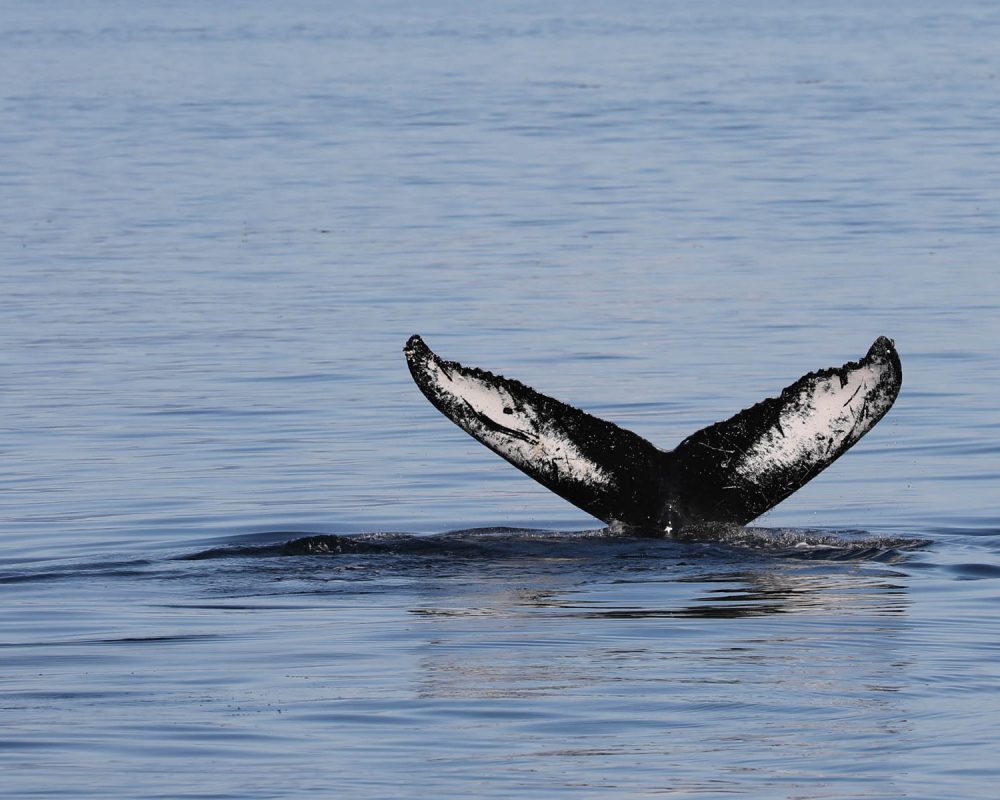 Humpback whale tail during whale watching photography tour by FauneVoyage Tours in Petersburg, Alaska