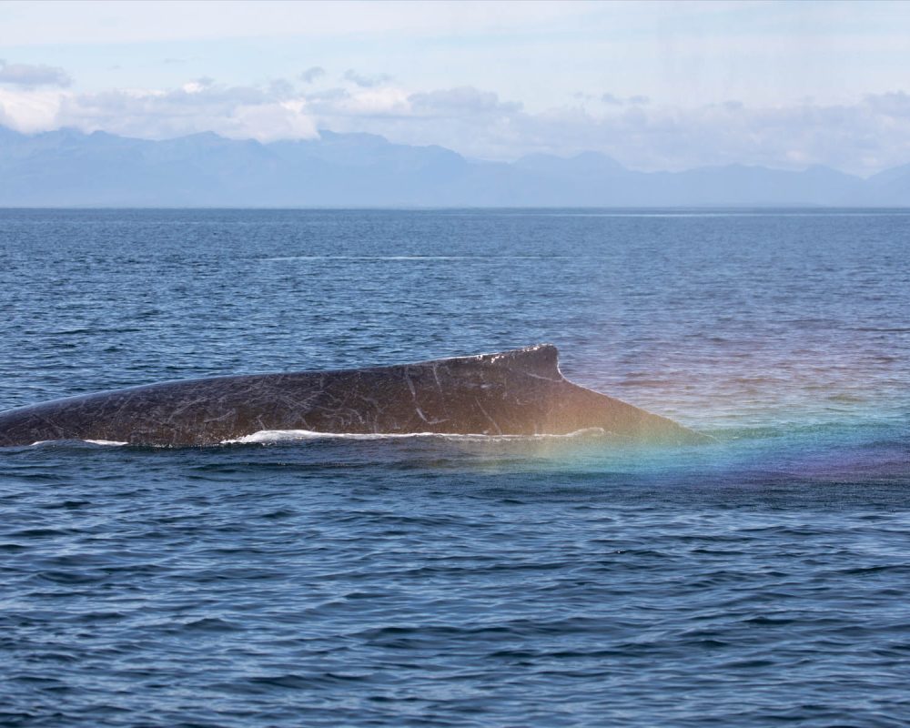 Humpback whale rainbow during whale watching photography tour by FauneVoyage Tours in Petersburg, Alaska