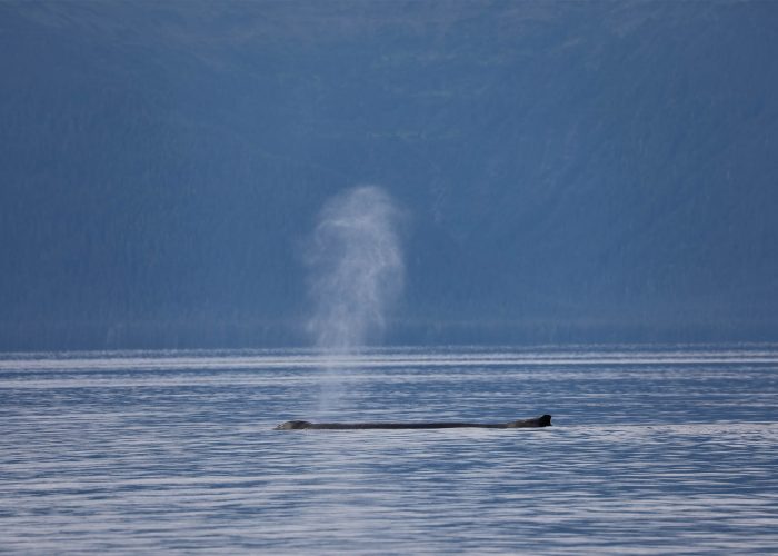 Humpback whale during whale watching photography tour by FauneVoyage Tours in Petersburg, Alaska