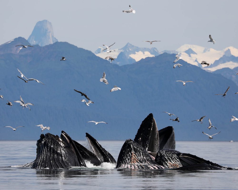 Humpback whales feeding during whale watching photography tour by FauneVoyage Tours in Petersburg, Alaska