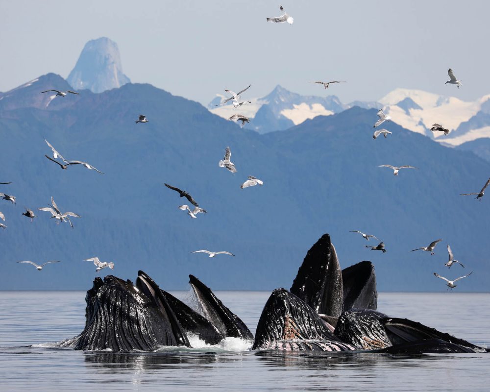 Humpback whales bubble net feeding in front of Devils Thumb during whale watching photography tour by FauneVoyage Tours in Petersburg, Alaska