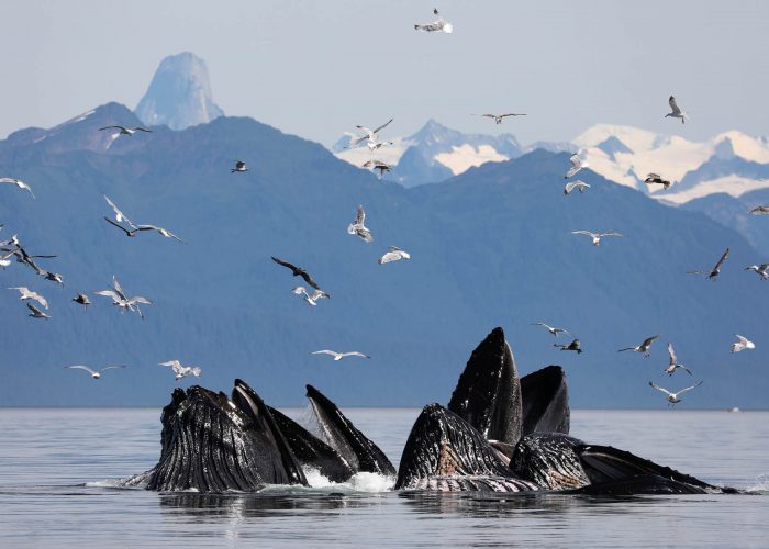Humpback whales bubble net feeding in front of Devils Thumb during whale watching photography tour by FauneVoyage Tours in Petersburg, Alaska