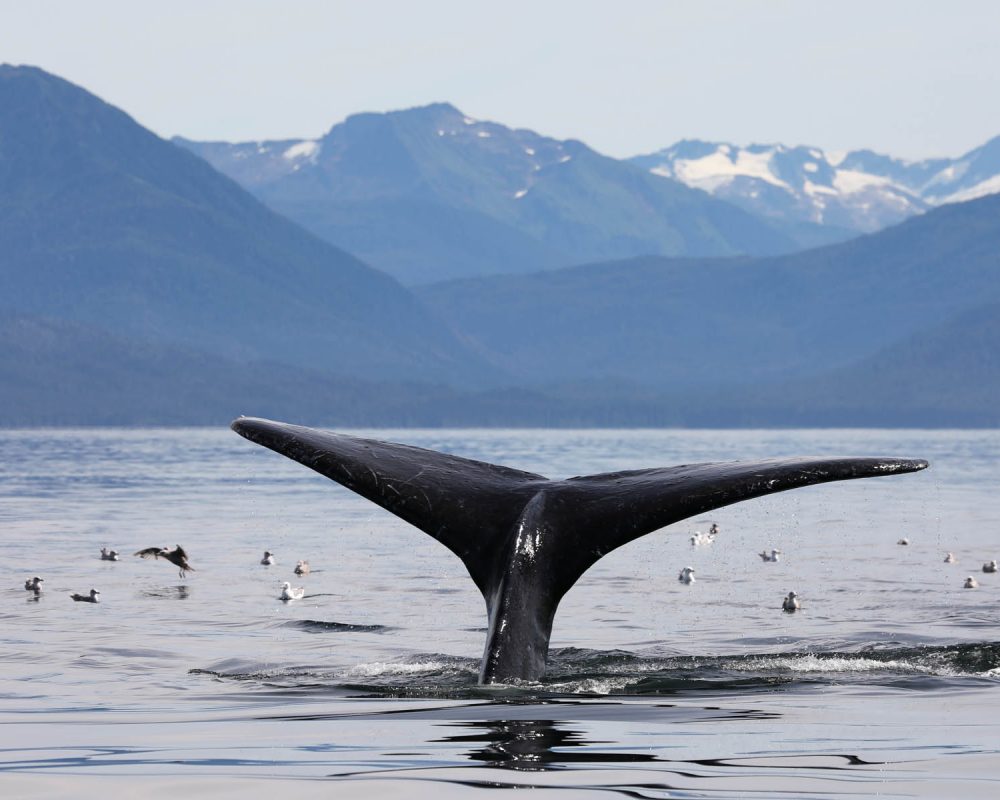 Humpback whale fluke during whale watching photography tour by FauneVoyage Tours in Petersburg, Alaska