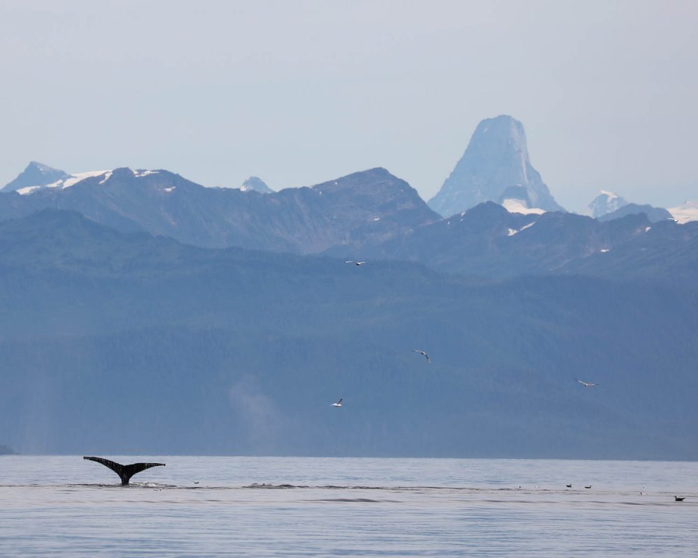 Humpback whale tail in front of Devils Thumb during whale watching photography tour by FauneVoyage Tours in Petersburg, Alaska