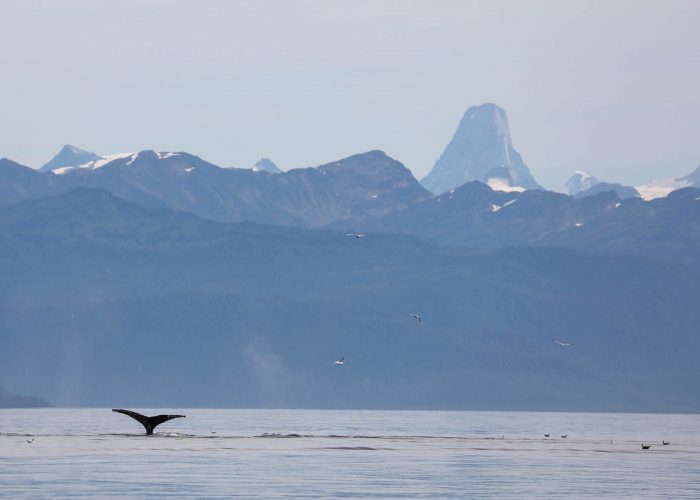 Humpback whale tail in front of Devils Thumb during whale watching photography tour by FauneVoyage Tours in Petersburg, Alaska