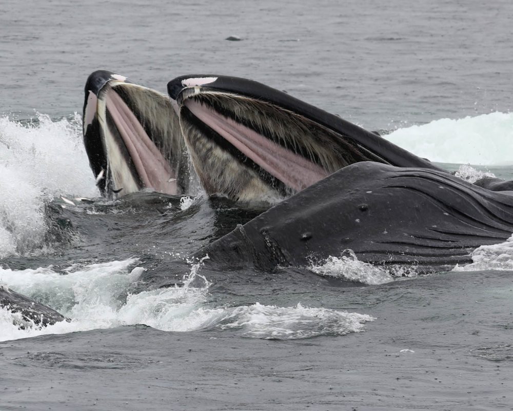 Humpback whales bubble net feeding during whale watching photography tour by FauneVoyage Tours in Petersburg, Alaska