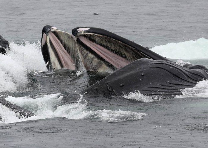 Humpback whales bubble net feeding during whale watching photography tour by FauneVoyage Tours in Petersburg, Alaska