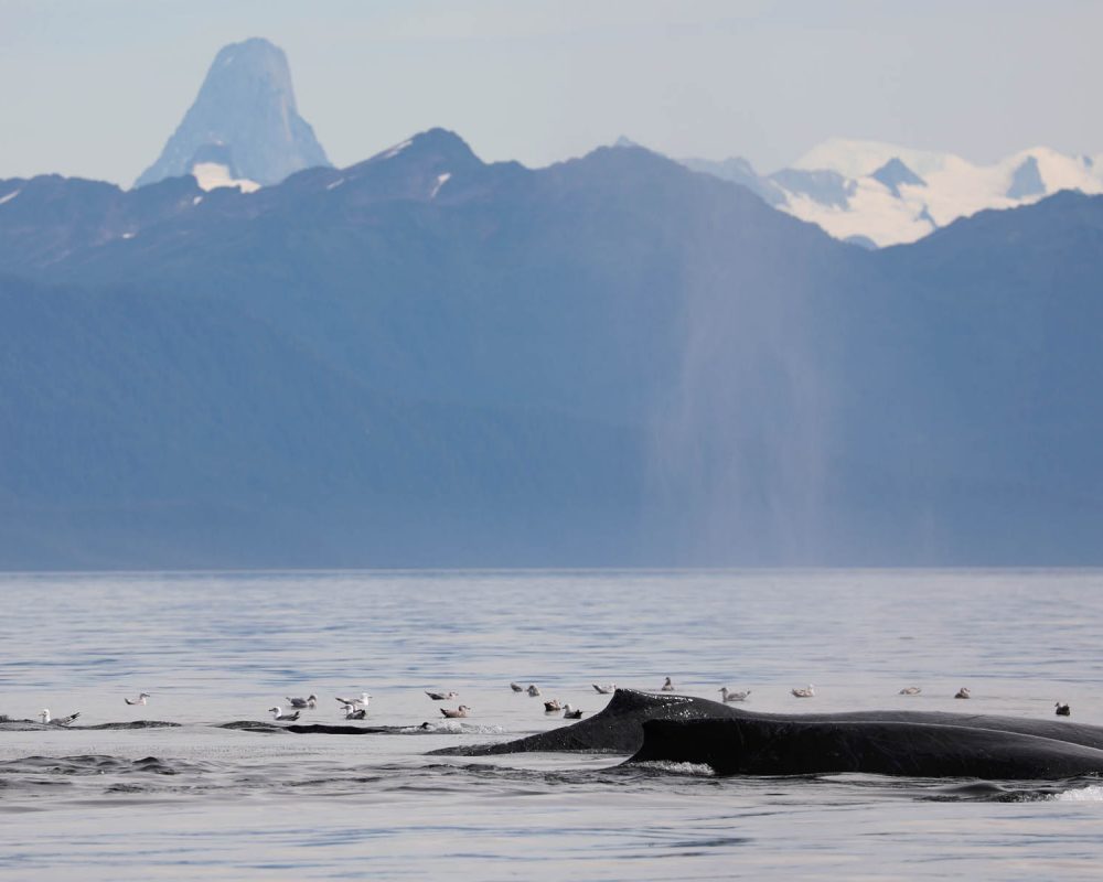 Humpback whales and Devils Thumb during whale watching photography tour by FauneVoyage Tours in Petersburg, Alaska