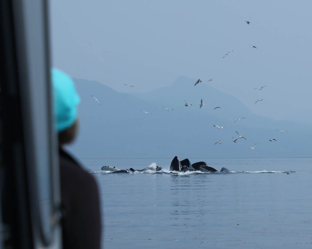 Humpback whales feeding during whale watching tour by FauneVoyage Tours in Petersburg, Alaska