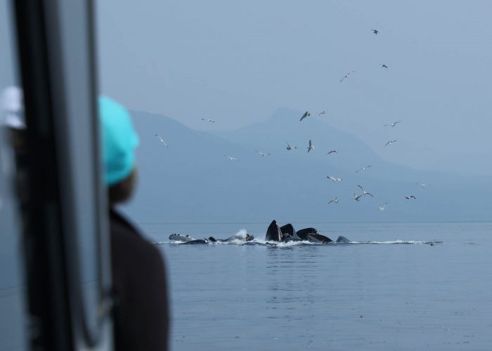Humpback whales feeding during whale watching tour by FauneVoyage Tours in Petersburg, Alaska