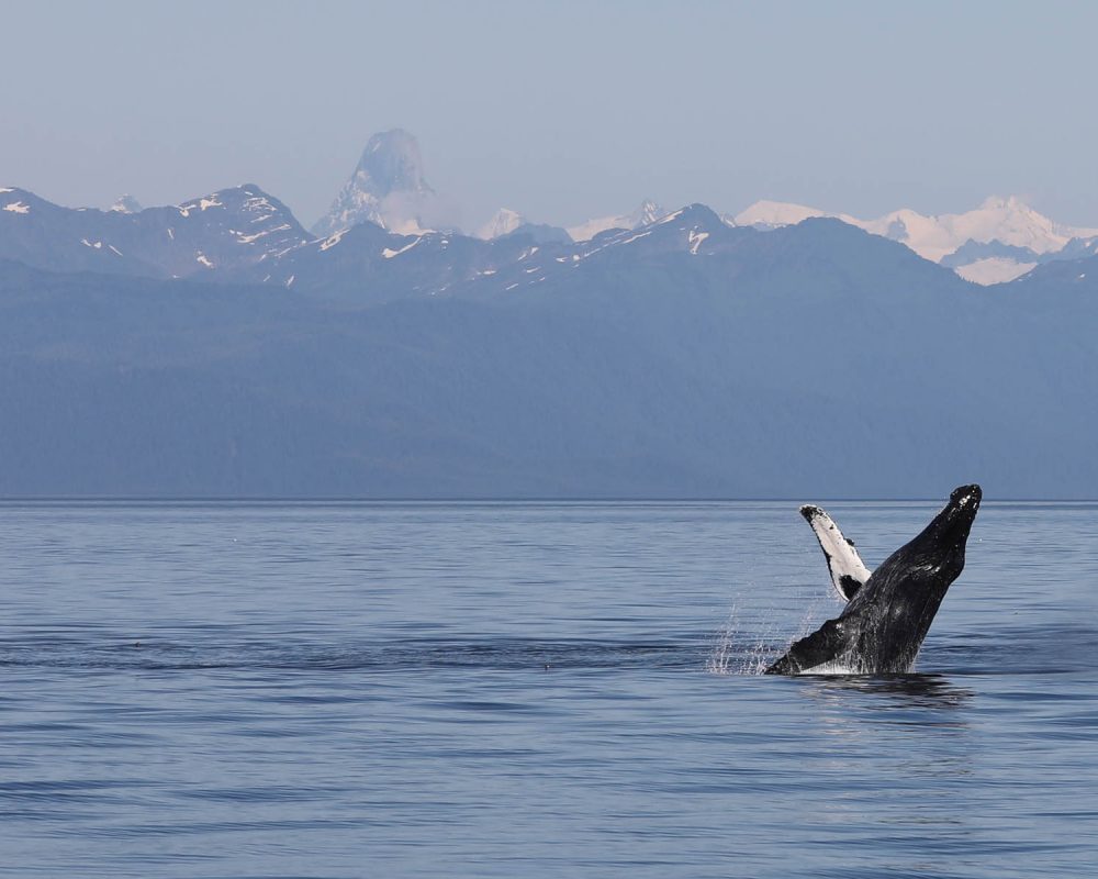 Breaching humpback whale with Devils Thumb during whale watching photography tour by FauneVoyage Tours in Petersburg, Alaska