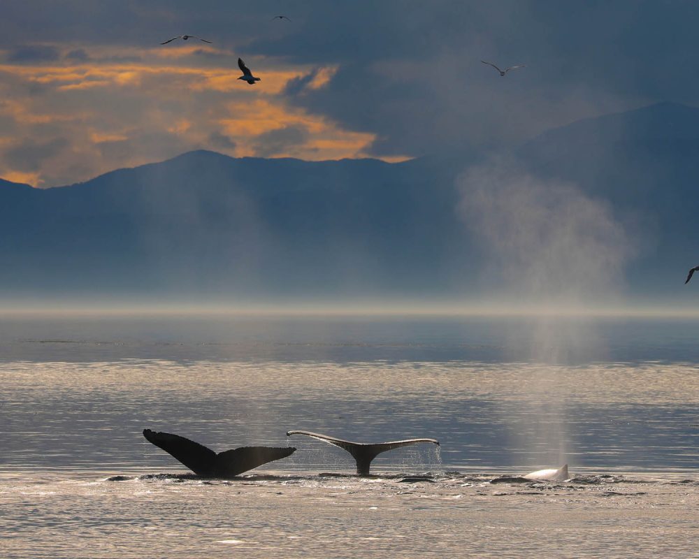 Humpback whales during whale watching photography tour by FauneVoyage Tours in Petersburg, Alaska