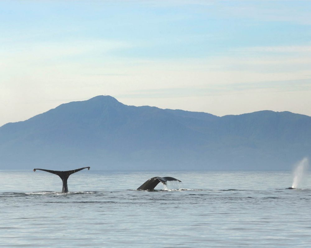 Humpback whales during whale watching photography tour by FauneVoyage Tours in Petersburg, Alaska