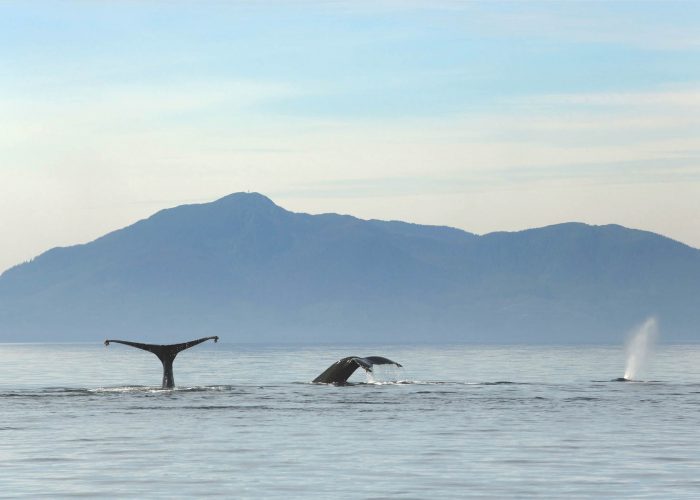 Humpback whales during whale watching photography tour by FauneVoyage Tours in Petersburg, Alaska