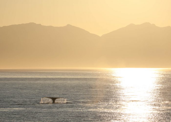 Humpback whale at sunset during whale watching photography tour by FauneVoyage Tours in Petersburg, Alaska