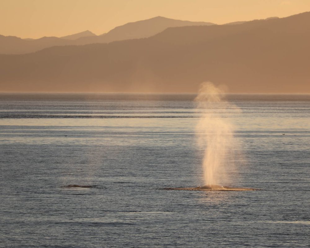 Humpback whales during whale watching photography tour by FauneVoyage Tours in Petersburg, Alaska