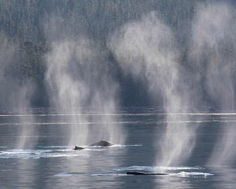 Humpback whales during whale watching photography tour by FauneVoyage Tours in Petersburg, Alaska