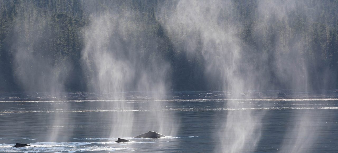 Humpback whales during whale watching photography tour by FauneVoyage Tours in Petersburg, Alaska