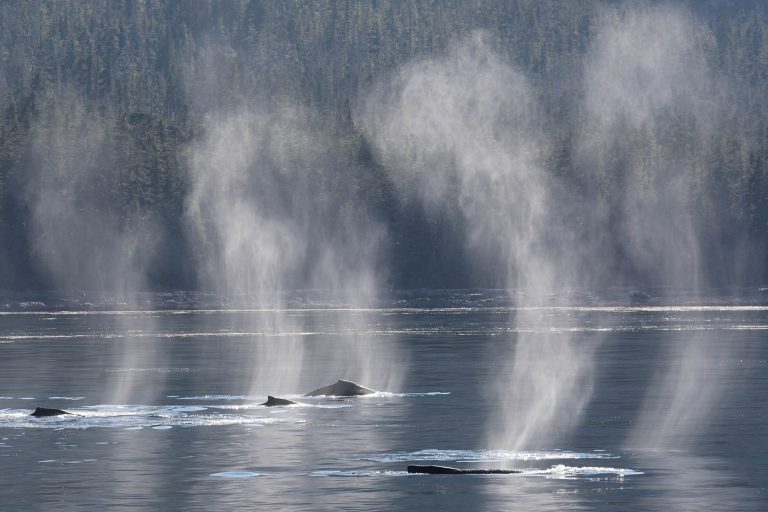 Humpback whales during whale watching photography tour by FauneVoyage Tours in Petersburg, Alaska