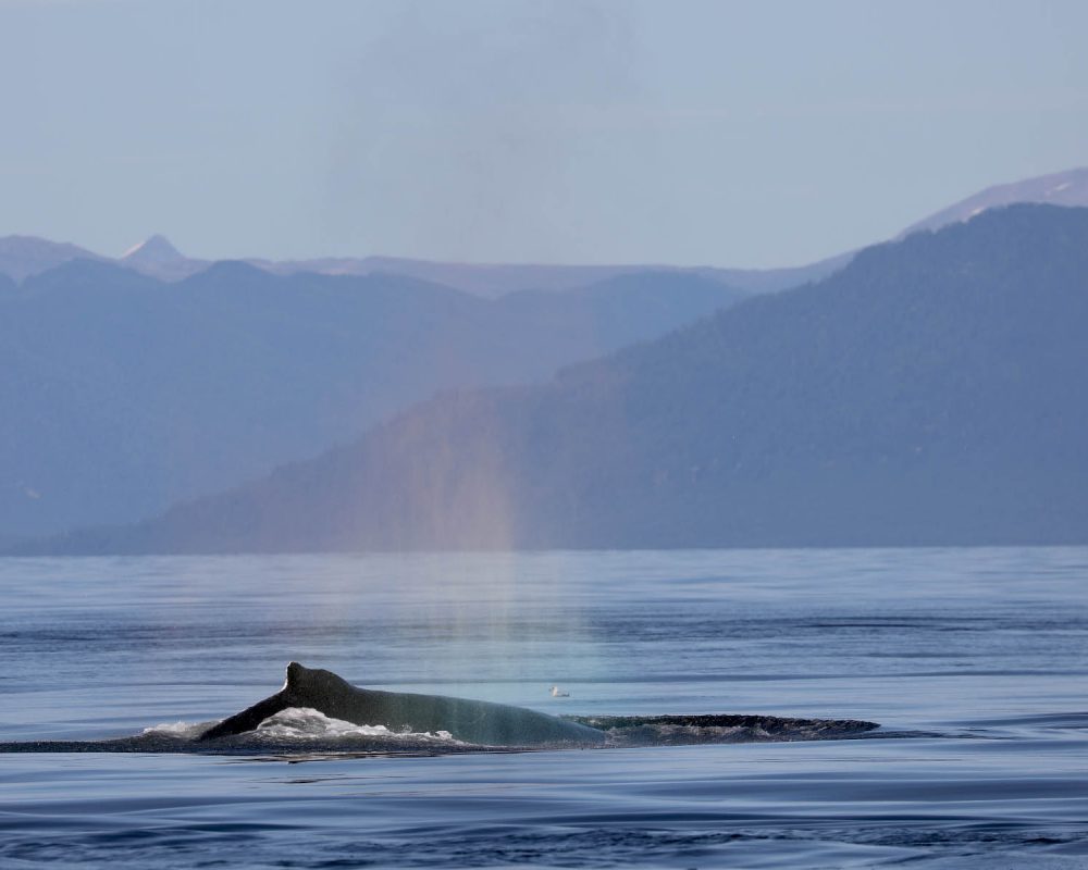 Humpback whale during whale watching photography tour by FauneVoyage Tours in Petersburg, Alaska