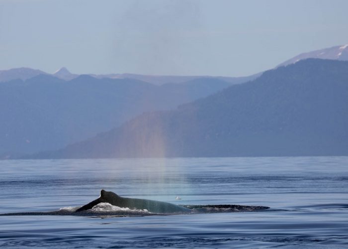 Humpback whale during whale watching photography tour by FauneVoyage Tours in Petersburg, Alaska