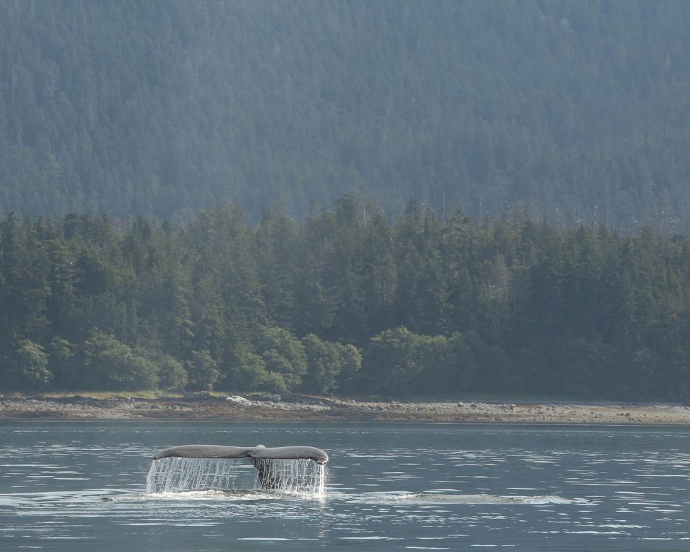 Humpback whale during whale watching photography tour by FauneVoyage Tours in Petersburg, Alaska