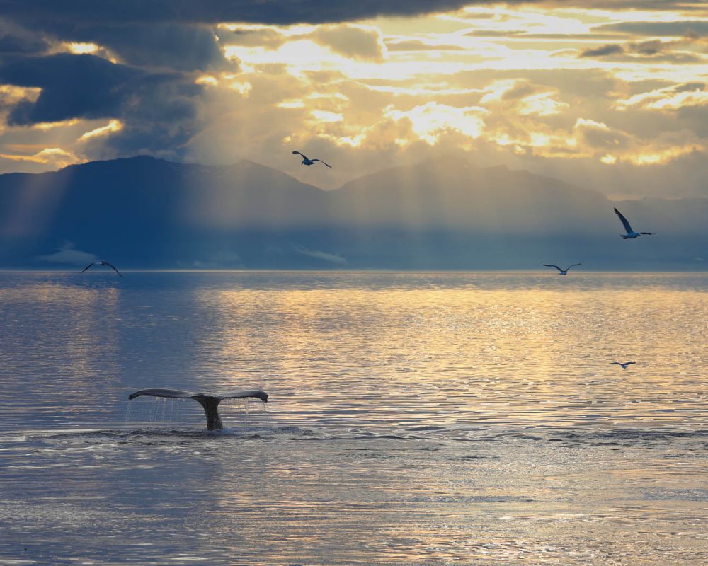 Humpback whale at sunset during whale watching photography tour by FauneVoyage Tours in Petersburg, Alaska