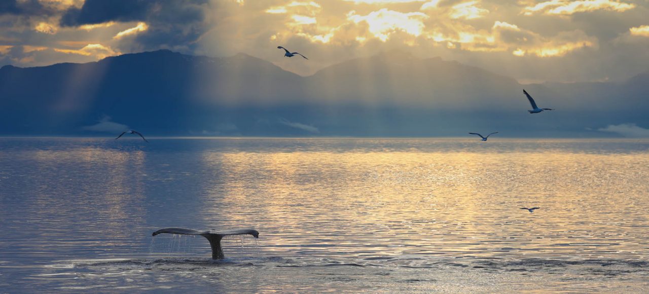 Humpback whale at sunset during whale watching photography tour by FauneVoyage Tours in Petersburg, Alaska