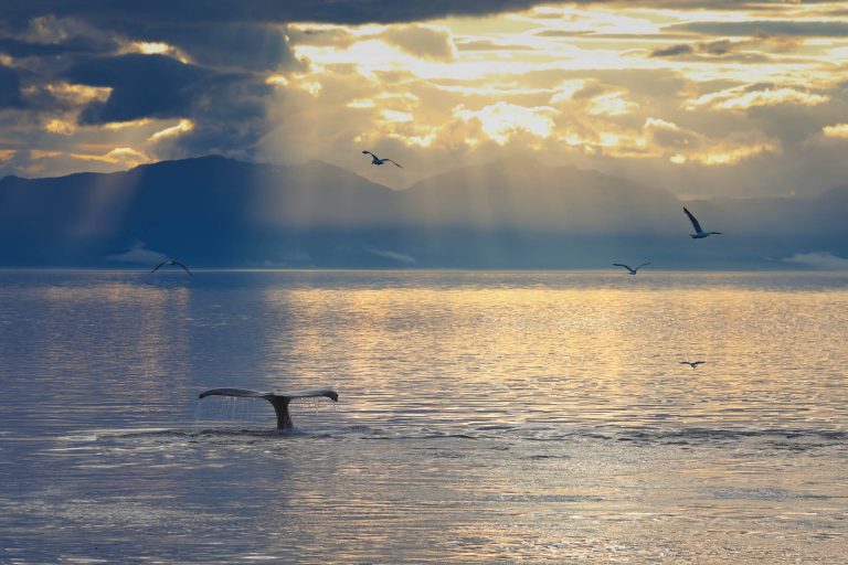 Humpback whale at sunset during whale watching photography tour by FauneVoyage Tours in Petersburg, Alaska