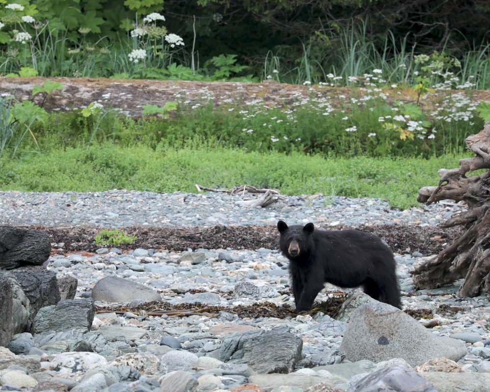 Black bear during whale watching wildlife photography tour by FauneVoyage Tours in Petersburg, Alaska