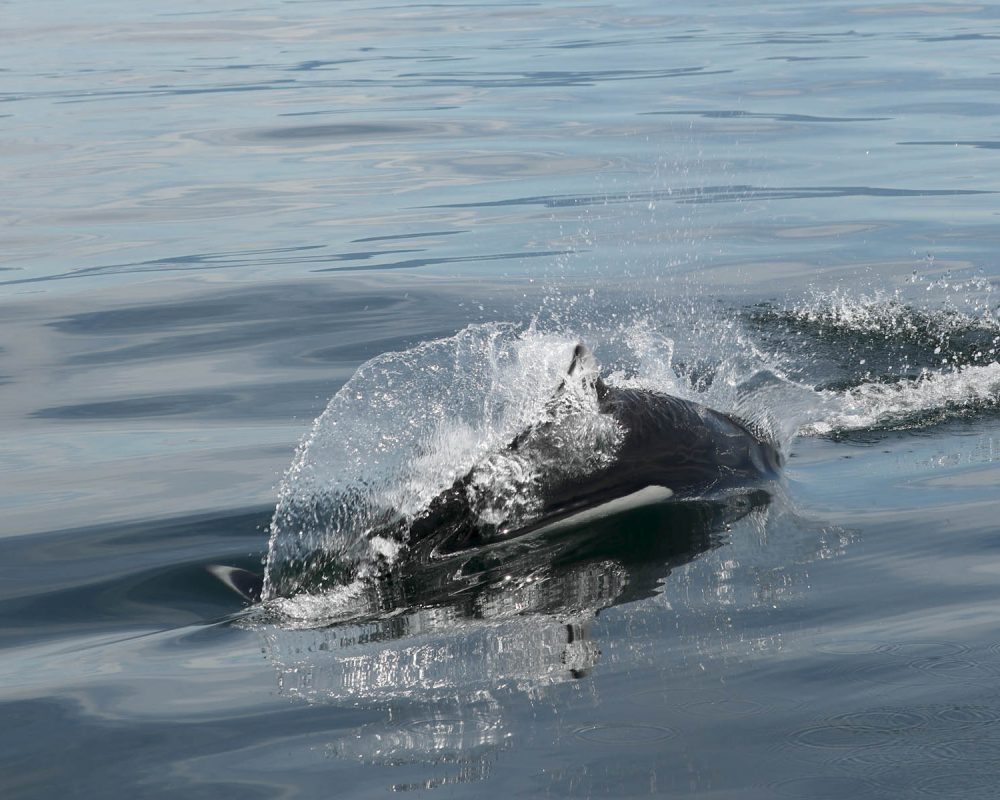 Porpoise during whale watching wildlife photography tour by FauneVoyage Tours in Petersburg, Alaska