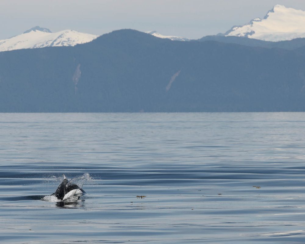 Porpoise during whale watching wildlife photography tour by FauneVoyage Tours in Petersburg, Alaska