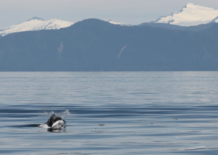 Porpoise during whale watching wildlife photography tour by FauneVoyage Tours in Petersburg, Alaska