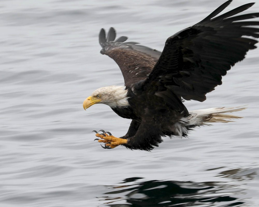 Bald Eagle during whale watching wildlife photography tour by FauneVoyage Tours in Petersburg, Alaska